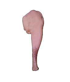 Cans Sesli Öten But Köpek Diş Kaşıma Oyuncağı 15 cm